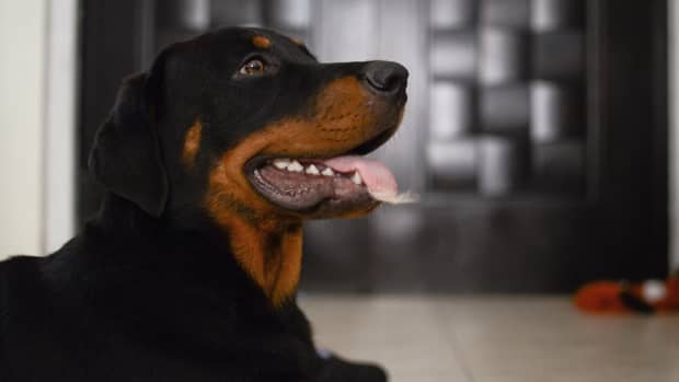 can thyroid problems in dogs cause aggression