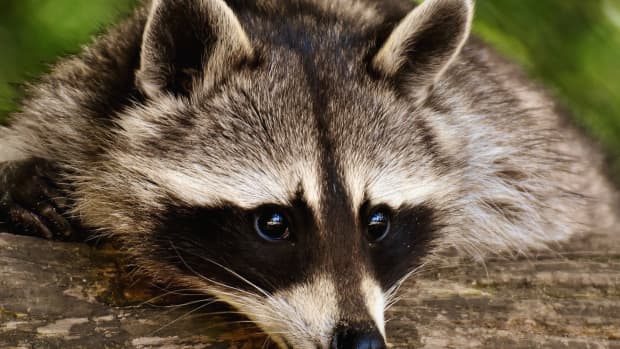 10 Best Get Rid Of Raccoons for 2023 - The Jerusalem Post