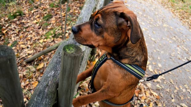 Dog Training: Pros and Cons of Using a Dog Halti - PetHelpful