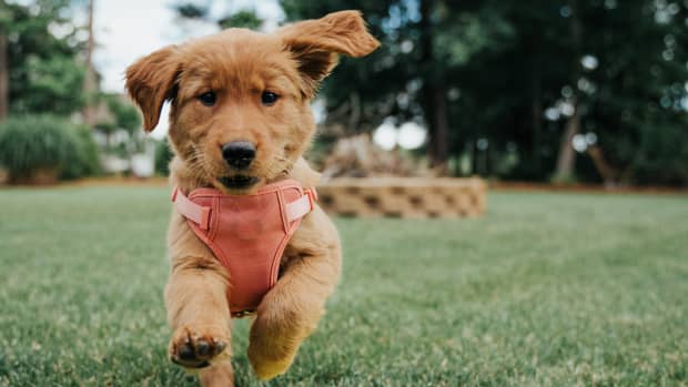 How to Play Fun, Healthy Games With Your Dog - PetHelpful