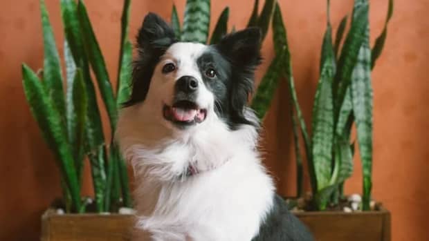 Pros and Cons of Choosing a Border Collie as a Pet - PetHelpful