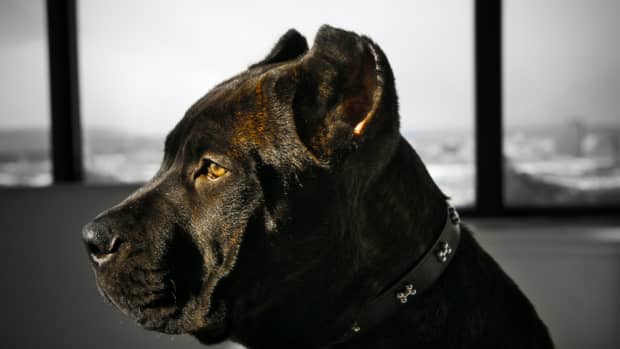 Top 151 Cane Corso Names  The Dog People by