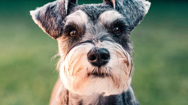 Toys and Teacups: The 7 Best Miniature Dog Breeds - PetHelpful