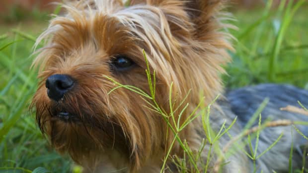 Ultimate Yorkie Puppy Shopping List: Checklist of 23 Must-Have Items