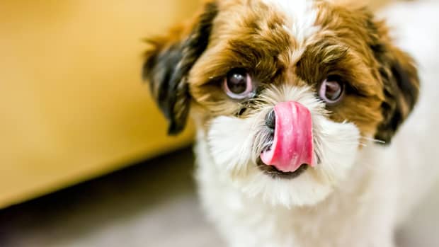 what will happens to a dog that eats an edible