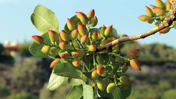 growing-conditions-in-new-mexico-ideal-for-pistachio-trees