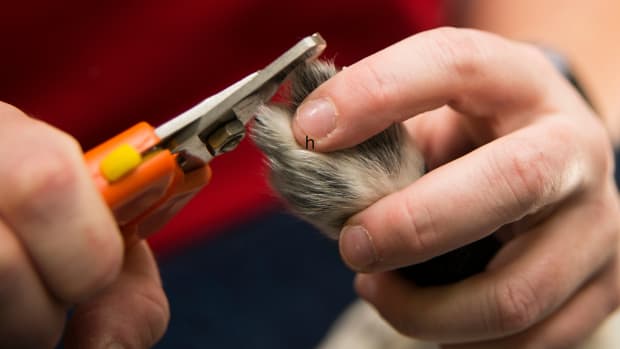 4 Reasons Why Dogs Hate Nail Trims - Pethelpful