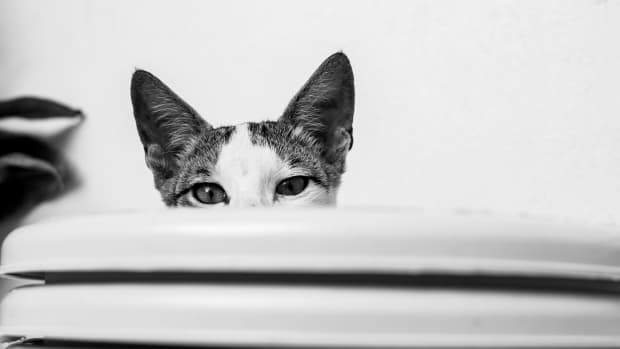 My Cat's Ears Are Hot: 6 Reasons for Concern - PetHelpful