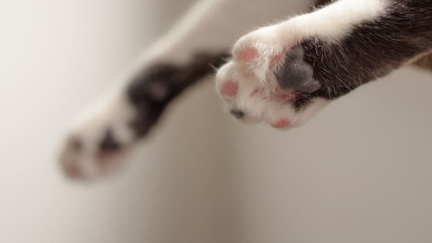 How to Prevent Purrdy Paws Nail Caps from Falling off my Pet? - Purrdy Paws