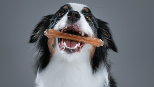 7 Best, Toughest Dog Toys for Bullies and Other Hard Chewers - PetHelpful