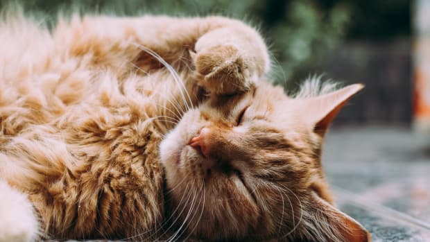Why Are My Male Cats Mounting Each Other? - Paws and Effect