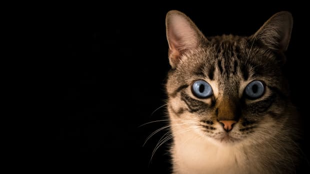 cat-eye-problems-why-the-cloudy-eye