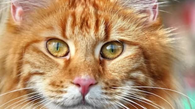 150 Mysterious Names for Sly Cats - PetHelpful