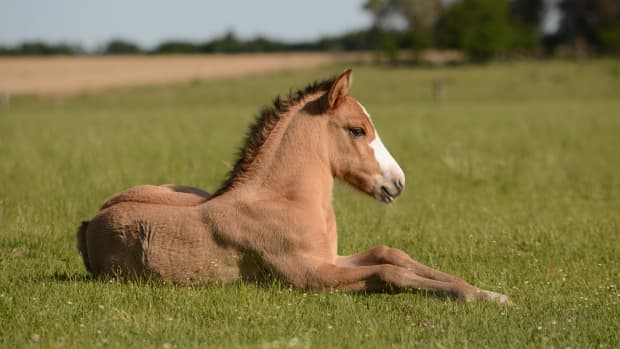 An Intro to Horse Coat Color Genetics - PetHelpful