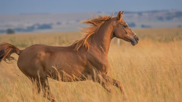 An Intro to Horse Coat Color Genetics - PetHelpful
