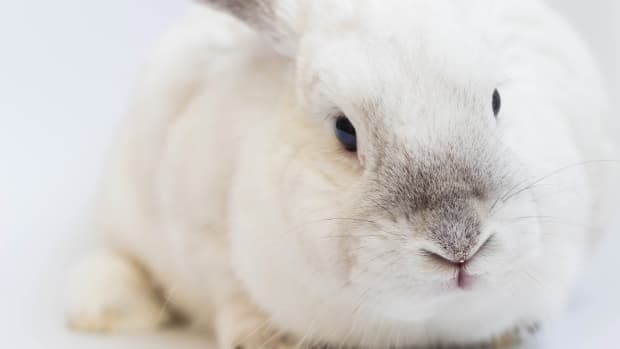Why Rabbits Grind Their Teeth and Breathe Heavily During Sleep - PetHelpful