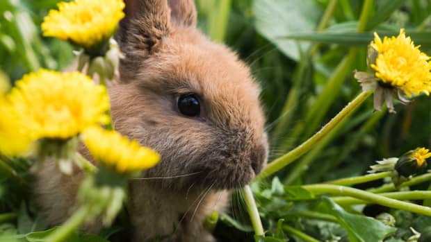 Do Rabbits Need Straw or Hay? Bunny Bedding vs. Feeding - PetHelpful