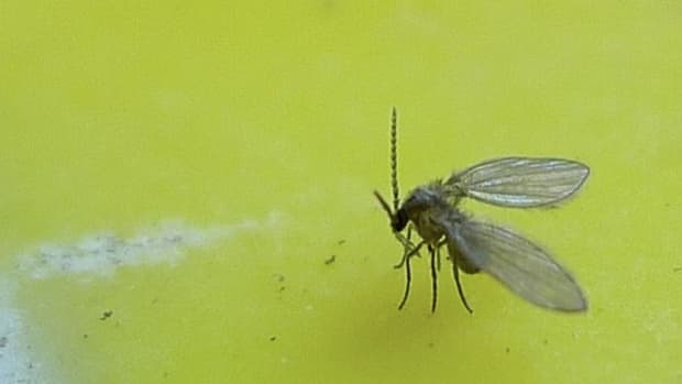 I spy, my little drain fly: an in-depth look at drain fly control