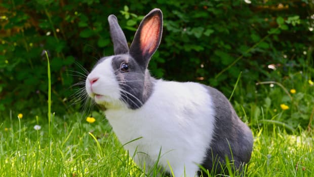 What does it mean when a bunny's ears are down all the time? - Quora