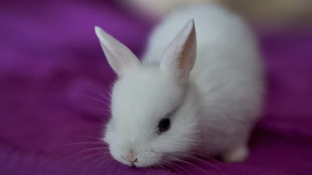 What does it mean when a bunny's ears are down all the time? - Quora
