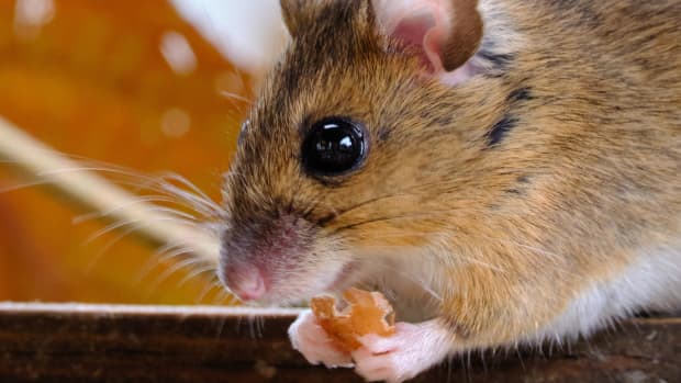Top 10 Reasons Not to Be Scared of Mice - PetHelpful