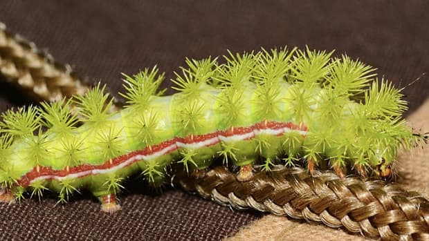 The Metamorphosis of the Extraordinarily Snake-Like Elephant Hawk-Moth  Caterpillar - Owlcation