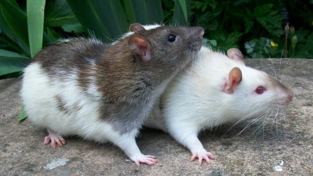 Pet Rats - PetHelpful