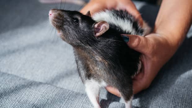 How to Make Guinea Pig Cage Liners: DIY Fleece Bedding - PetHelpful