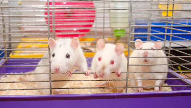 Casual Blog » Build Your Own Rat Cage