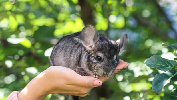 The Chinchilla is Hairy, Lairy, and its Situation Scary