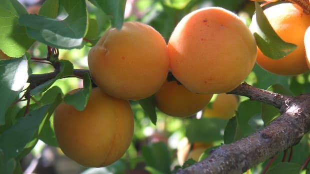 complete-guide-to-planting-and-growing-an-apricot-tree