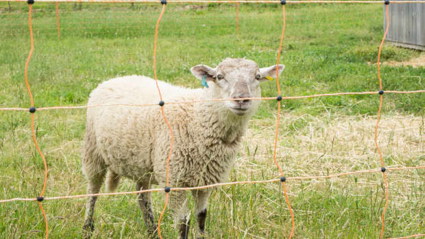 Portable Electric Fence Construction Tips - The Smart Electric Fence Grid