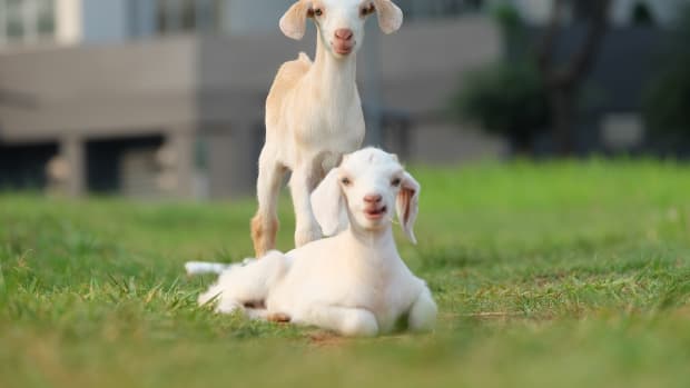 best-meat-goat-breeds