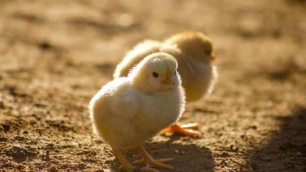 Building a Foundation Flock to Raise Backyard Chickens - PetHelpful