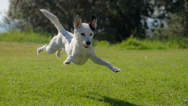 58 Star Trek Pet Names PetHelpful