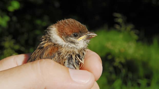 What to Do When You Find a Baby Bird on the Ground – Chirp Nature