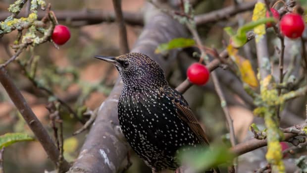 7 Natural Ways to Attract Orioles to Your Yard - PetHelpful