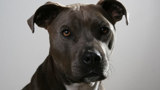 Why Pit Bulls Are Controversial - PetHelpful
