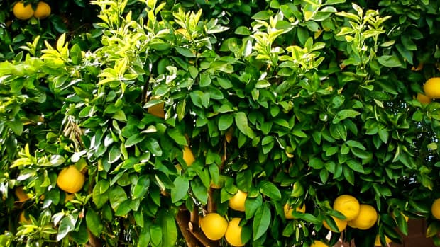 how-to-grow-a-lemon-treevery-pretty
