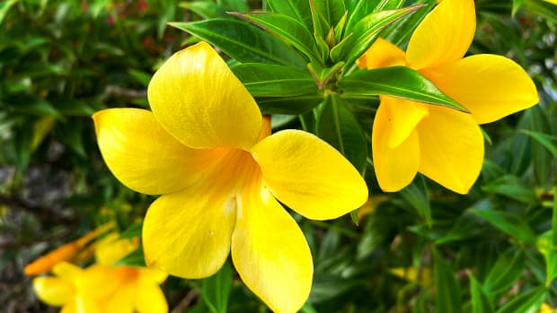 Planting a Garden With All White Tropical Flowers (See Photos