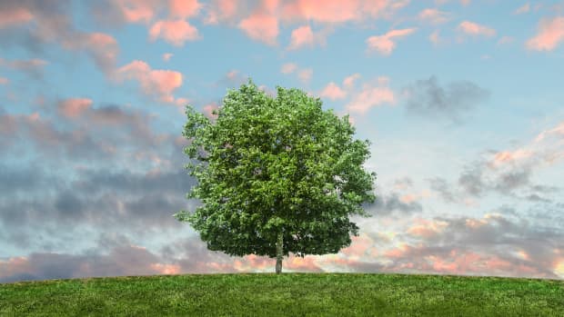 a-tree-of-life