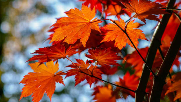 red-maple-tree-facts-uses-and-planting-tips