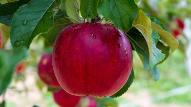 How to Thin Fruit on an Apple Tree - Dengarden