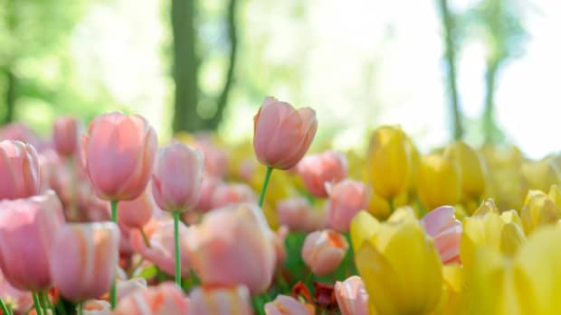 The Many Looks and Classifications of Tulips - Dengarden