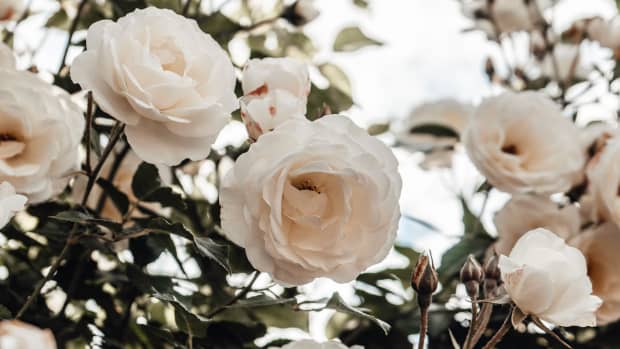 All About Sweet Juliet Rose, the World's Most Expensive Flower