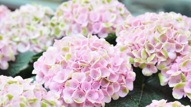 How to Grow Vanilla Strawberry Hydrangea - Dengarden