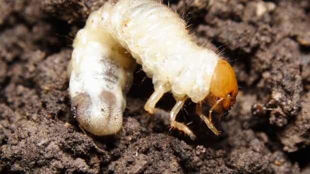 4 Types of Lawn Grubs - Dengarden