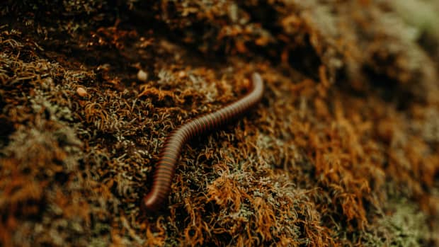 The Life Cycle and Stages of Red Wiggler Worms (Eisenia foetida)