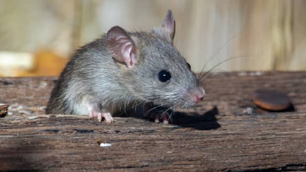 5 Simple Ways to Get Rid of Mice Without Killing Them - Dengarden