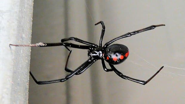 Black Widows Are Losing to Brown Widows in the Fight for Your Attic and  Garage - The New York Times